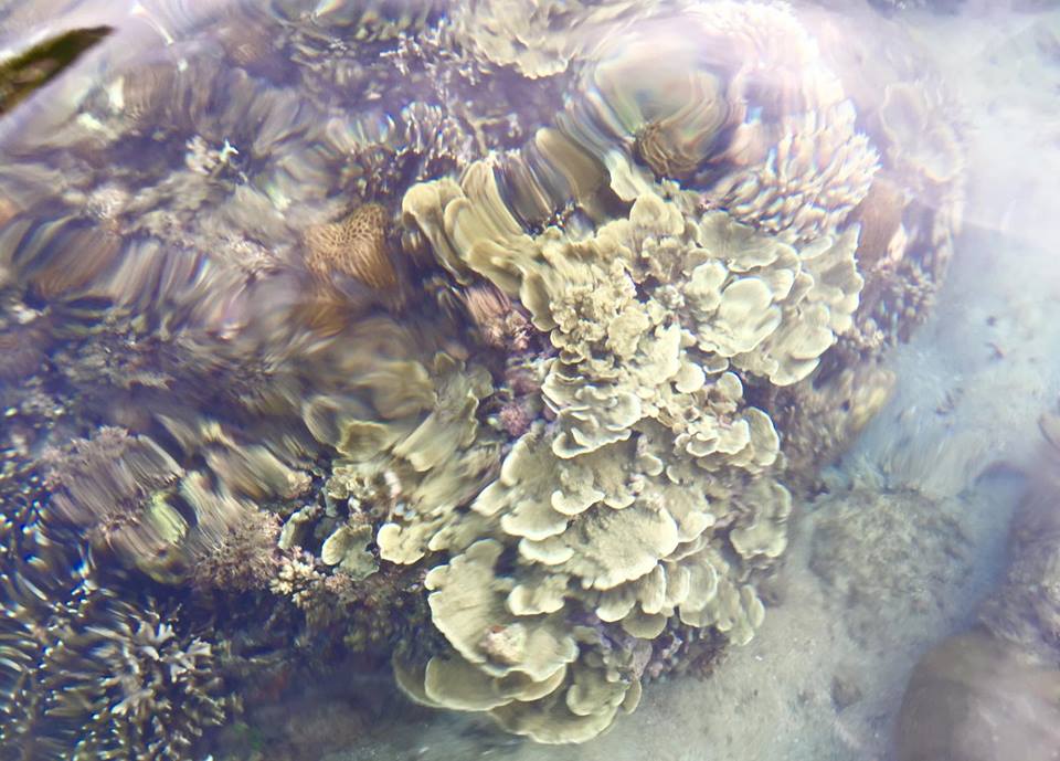 Cù lao xanh - Ốc Đảo quy nhơn