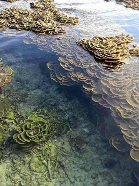 Cù lao xanh - Ốc Đảo quy nhơn